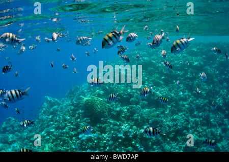 The picture shows a lot of abudefduf fishes, swimming around coral reef, in the water of Red Sea, Egypt, near Dahab town. Stock Photo