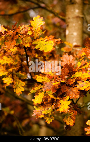 Quercus robur, Common Oak, in autumn Stock Photo
