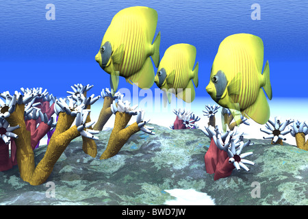 Coral Moods - Two Blue-cheeked Butterflyfish swim among the sea anemone. Stock Photo