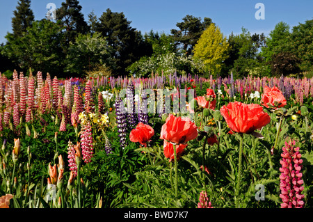 mixed herbaceous perennial flower bed border garden multi multiple color colors summer colorful colourful lupin bearded iris Stock Photo