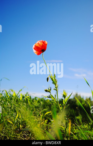 Field Poppy Papaver rhoeas Stock Photo