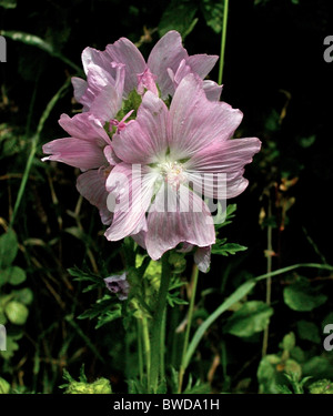 Malva moschata (Musk-mallow) is a species of Malva native to Europe and southwestern Asia Stock Photo