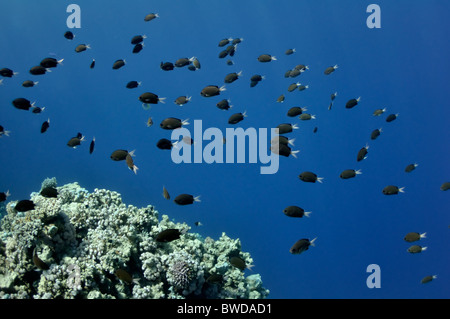 The picture shows a lot of fishes, swimming around coral reef, in the water of Red Sea, Egypt, near Dahab town. Stock Photo