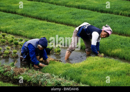 Farmers planting rice, Yunnan, China Stock Photo