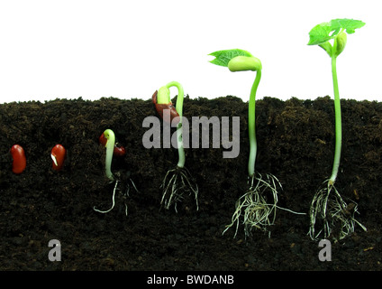Sequence of bean seeds germination in soil Stock Photo
