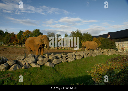 african elephants at colchester zoo Stock Photo