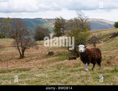 Herdwick sheep at Coniston, Lake District, Cumbria, UK Stock Photo