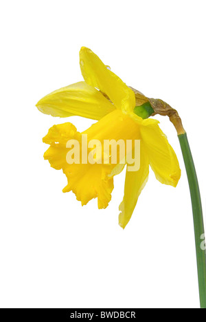 Osterglocke auf weiss - daffodil on white 02 Stock Photo