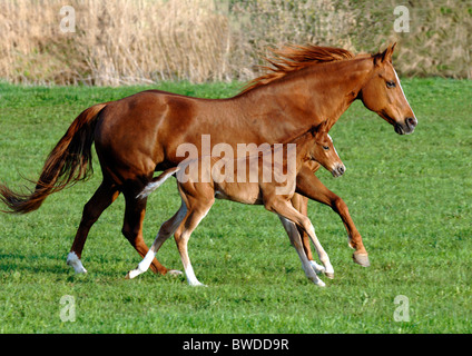 quarter horse and foal running over meadow Stock Photo