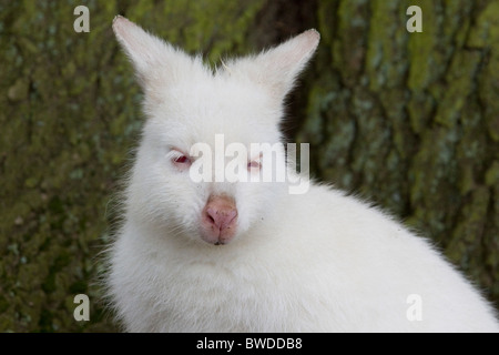 Head shot of a Wallaby Resting Stock Photo