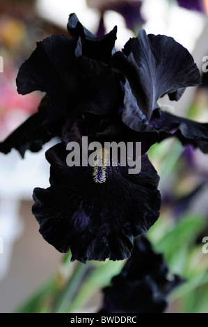 Dark Purple Black flower bloom blossom perennial bearded iris here comes the night Stock Photo