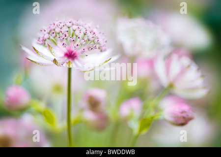 Astrantia major 'Bo Ann' pink flowers - masterwort Stock Photo