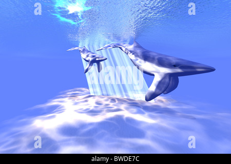 Blue Whales - Momma and baby glide through crystal clear waters of the ocean. Stock Photo
