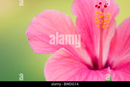 A close-up image of single pink Hibiscus Flower - rosa-sinensis Stock Photo