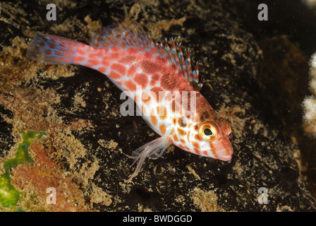 Coral Hawkfish Cirrhitichthys oxycephalus, Cirrhitidae, Tulamben, Bali, Indonesia, Asia, Indo-pacific Ocean Stock Photo