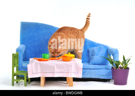 Red Cat on Sofa Grabbing Food From the Table Stock Photo