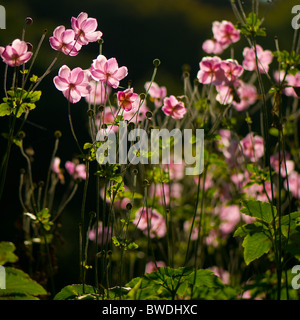 Japanese Anemone flowers back lit in the morning sun Stock Photo