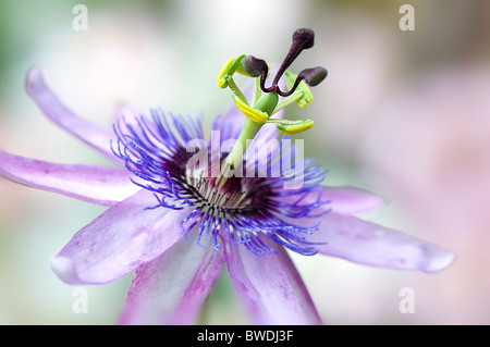 A single Passion Flower head - Passiflora 'Lavender Lady'