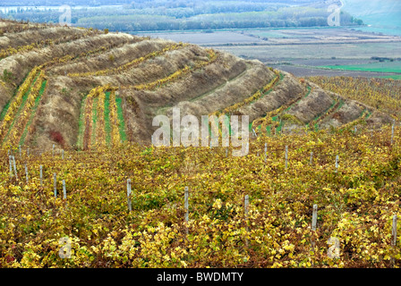 Vineyards on the banks of the Danube in Romania Stock Photo