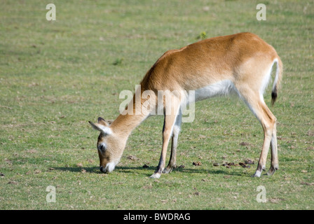 Antelope Kafue Flats Lechwe Grazing, Yorkshire Wildlife Park, England Stock Photo