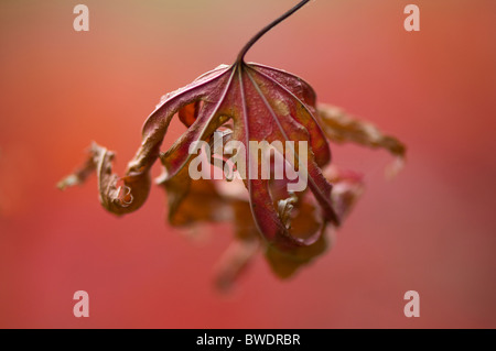 A single decaying maple leaf Stock Photo