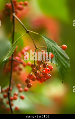 Winter berries of Viburnum Opulus - Guelder Rose, with soft green bokeh tones Stock Photo