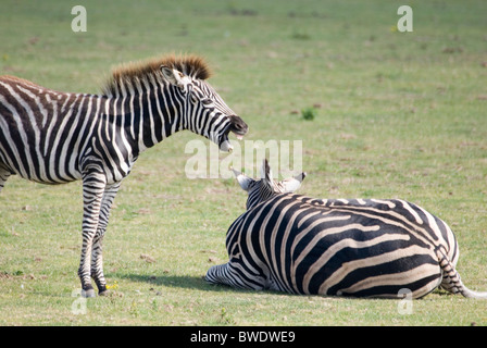 Burchells Zebra Braying, Yorkshire Wildlife Park, England Stock Photo