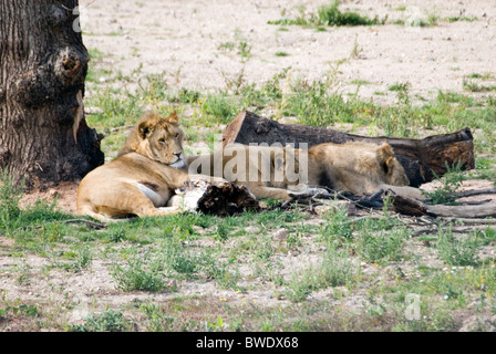 Three Lions Panthera Leo Resting in Shade Beneath Tree and Fallen Log, Yorkshire Wildlife Park, England Stock Photo