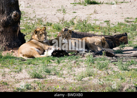 Three Lions Panthera Leo Resting in Shade Beneath Tree and Fallen Log, Yorkshire Wildlife Park, England Stock Photo
