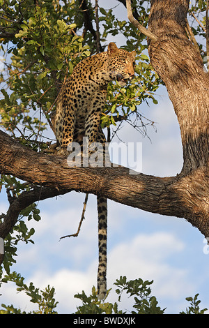 AFRICAN LEOPARD Panthera pardus Little Vumbura camp Okavango Delta Stock Photo