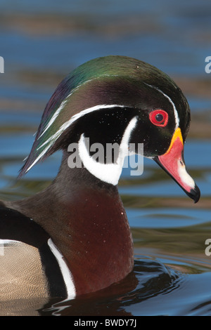 Wood Duck (Aix sponsa)  drake (male) Stock Photo