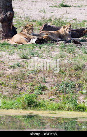 Two Lions Panthera Leo Resting in Shade Beneath Tree and Fallen Log, Yorkshire Wildlife Park, England Stock Photo