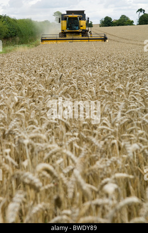 Combine harvester in wheat field Stock Photo