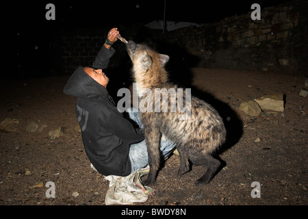 Man feeding sotted hyenas Harar Ethiopia Stock Photo