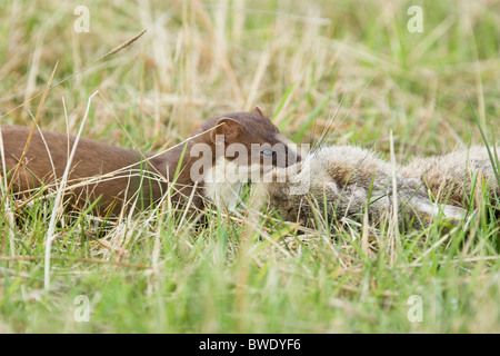 Stoat Mustela erminea dragging rabbit roadkill through grass Inverness-shire Highland Stock Photo