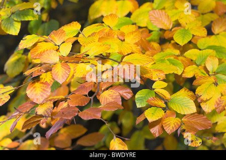 Common beech Fagus sylvatica leaves in autumn colours Inverness-shire Highland Stock Photo