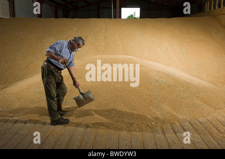 Farmer shoveling wheat in grain store Stock Photo