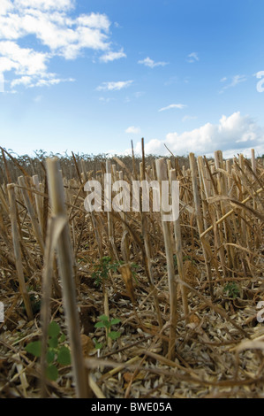 Stubble in wheat field Stock Photo