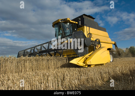 Combine harvester in wheat field Stock Photo