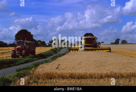 combine harvester harvesting wheat grain in field yorkshire uk Stock Photo