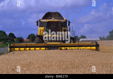 combine harvester harvesting wheat grain in field yorkshire uk Stock Photo