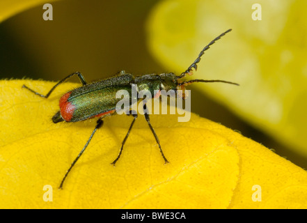 Red Tipped Flower Beetle Malachius bipustulatus On choisa leaves in garden Norfolk green yellow Stock Photo