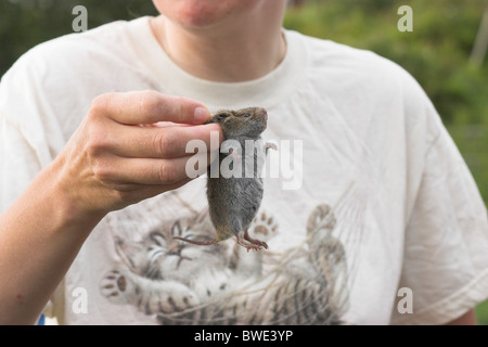 Red-backed vole Clethrionomys gapperi being examined after capture in small mammal trap Nova Scotia Canada Stock Photo