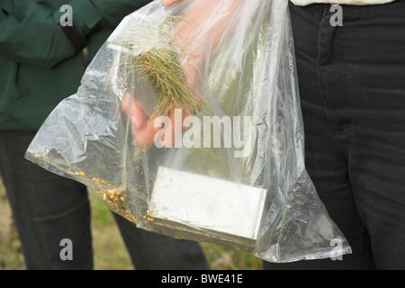 Checking small mammal trap Longworth trap Nova Scotia Canada Stock Photo