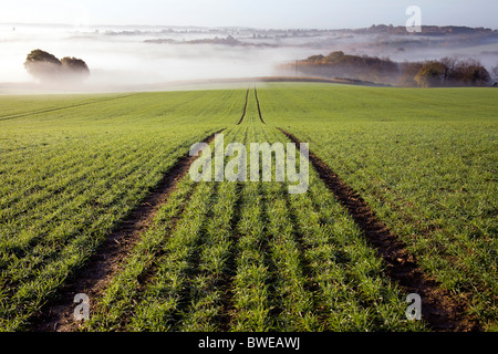 Misty morning view of Kentish countryside with recently planted field of winter wheat in autumn valley  Kent UK Stock Photo