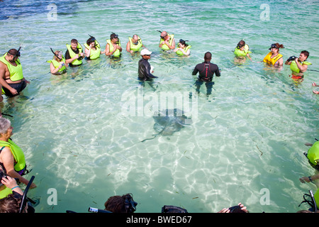 Sting Ray feeding with cruise ship tourist on 'Half Moon Cay' in the Caribbean Sea; Bahamas Stock Photo