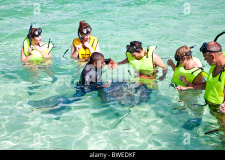 Sting Ray feeding with cruise ship tourist on 'Half Moon Cay' in the Caribbean Sea; Bahamas Stock Photo