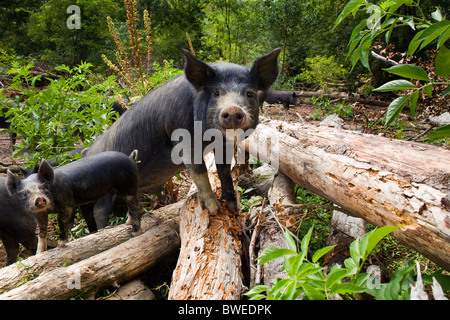Free range foraging Berkshire pigs and piglets clamber over logs in woodland at Coopers Farm East Sussex UK Stock Photo