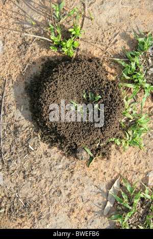 Ground Burrowing Wasp Nest, Hluhluwe, South Africa Stock Photo