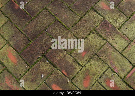 Moos growing on ceramic tiles in a patio Stock Photo